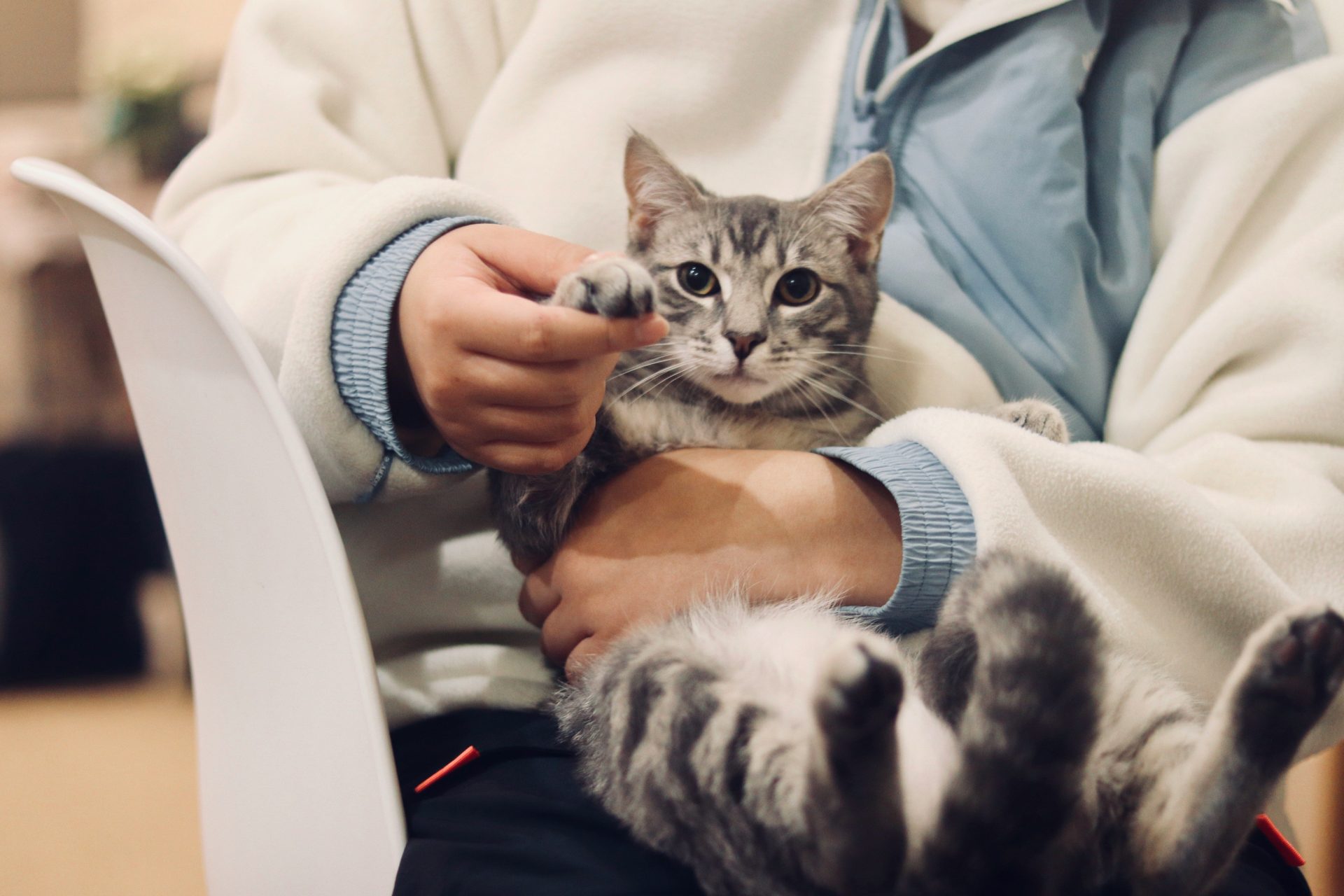 Person, die eine silberne getigerte Katze hält